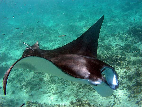 Manta Point Bodu Hithi Thila 2010