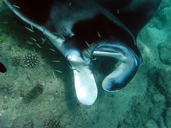 Manta Point Bodu Hithi Thila 2010