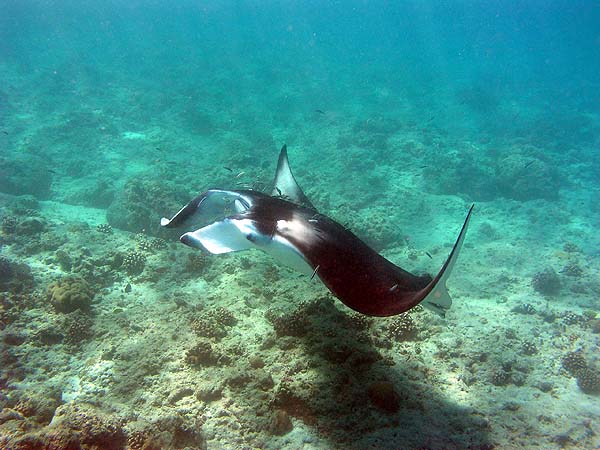 Manta Point Bodu Hithi Thila 2010