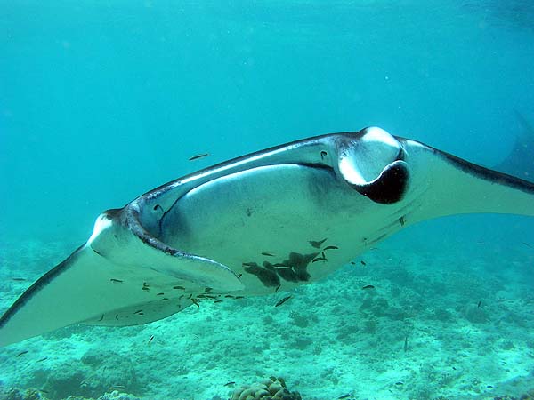 Manta Point Bodu Hithi Thila 2010