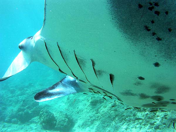 Manta Point Bodu Hithi Thila 2010