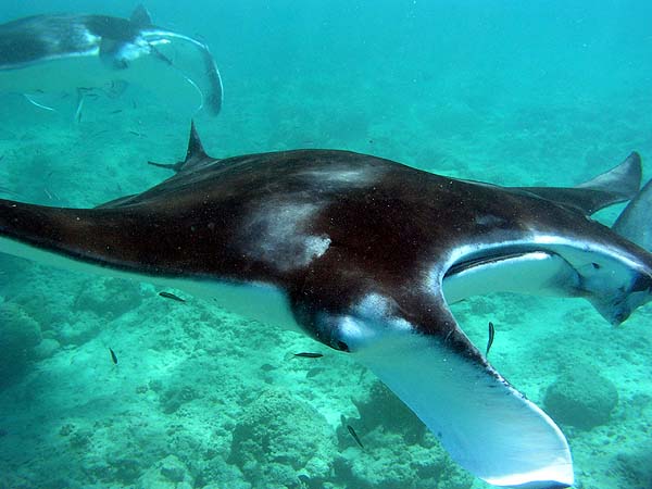 Manta Point Bodu Hithi Thila 2010