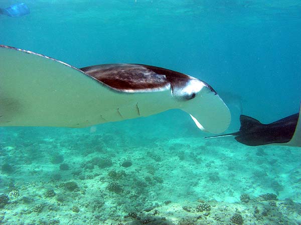 Manta Point Bodu Hithi Thila 2010