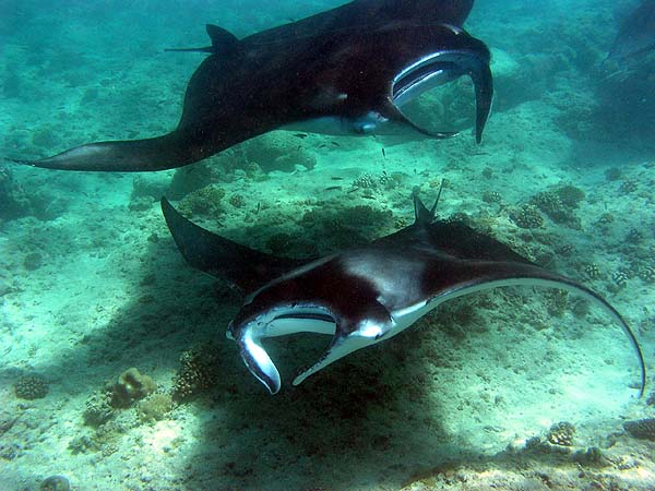 Manta Point Bodu Hithi Thila 2010