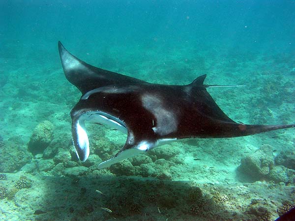 Manta Point Bodu Hithi Thila 2010