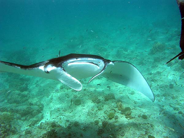 Manta Point Bodu Hithi Thila 2010