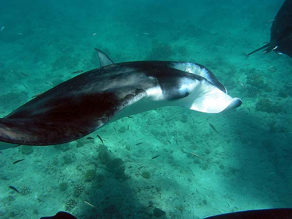 Manta Point Bodu Hithi Thila 2010