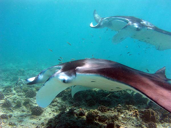 Manta Point Bodu Hithi Thila 2010