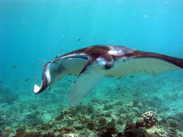 Manta Point Bodu Hithi Thila 2010