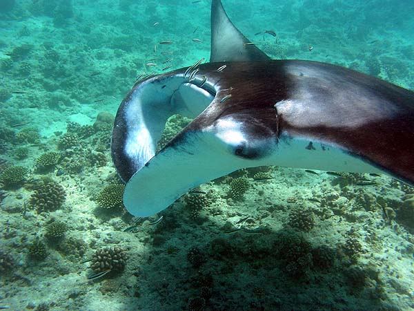 Manta Point Bodu Hithi Thila 2010