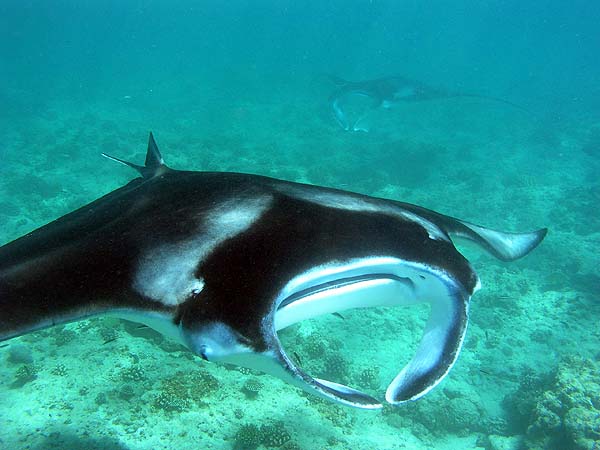 Manta Point Bodu Hithi Thila 2010