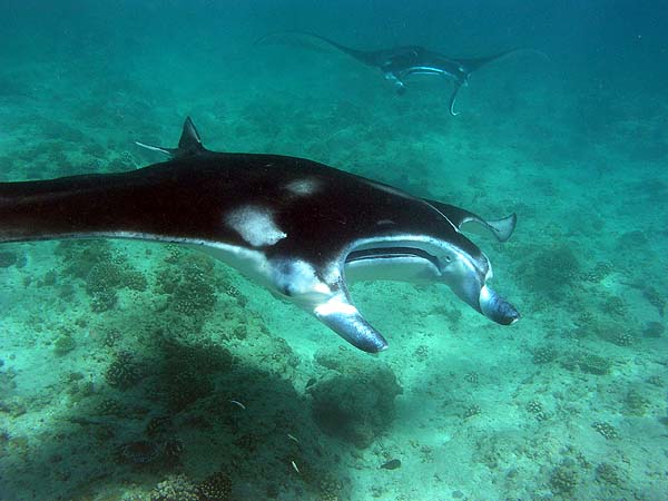 Manta Point Bodu Hithi Thila 2010