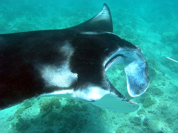 Manta Point Bodu Hithi Thila 2010