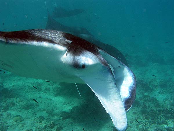 Manta Point Bodu Hithi Thila 2010