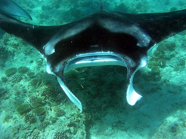 Manta Point Bodu Hithi Thila 2010