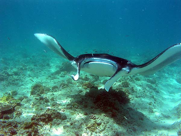 Manta Point Bodu Hithi Thila 2010