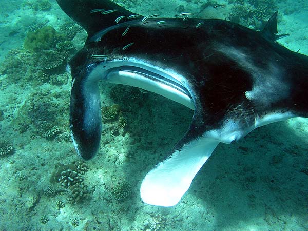 Manta Point Bodu Hithi Thila 2010