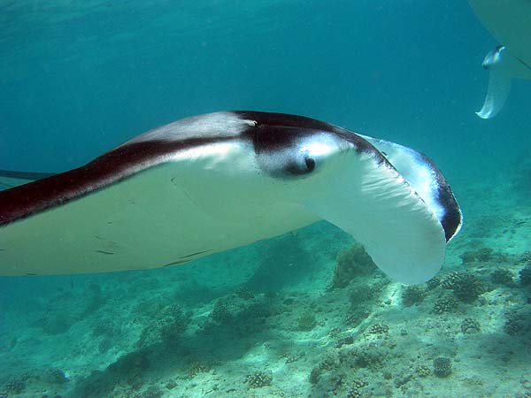 Manta Point Bodu Hithi Thila 2010