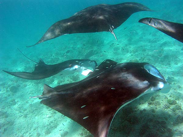Manta Point Bodu Hithi Thila 2010