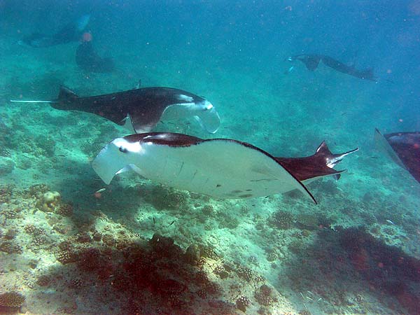 Manta Point Bodu Hithi Thila 2010