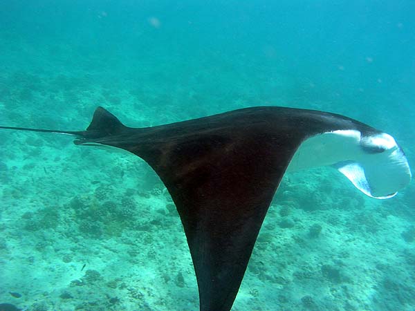 Manta Point Bodu Hithi Thila 2010