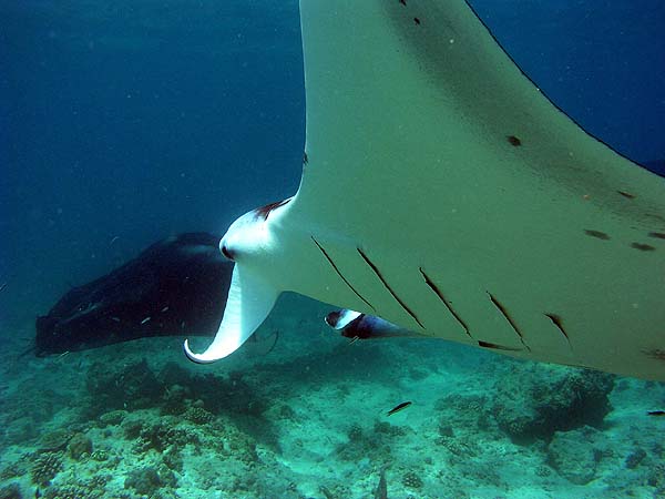 Manta Point Bodu Hithi Thila 2010