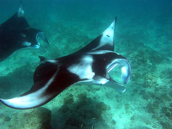 Manta Point Bodu Hithi Thila 2010