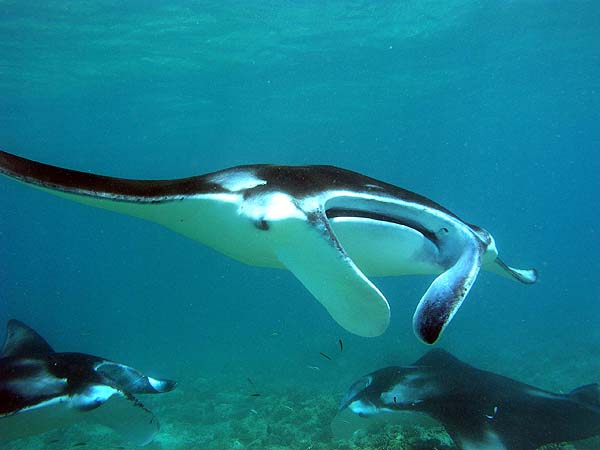 Manta Point Bodu Hithi Thila 2010