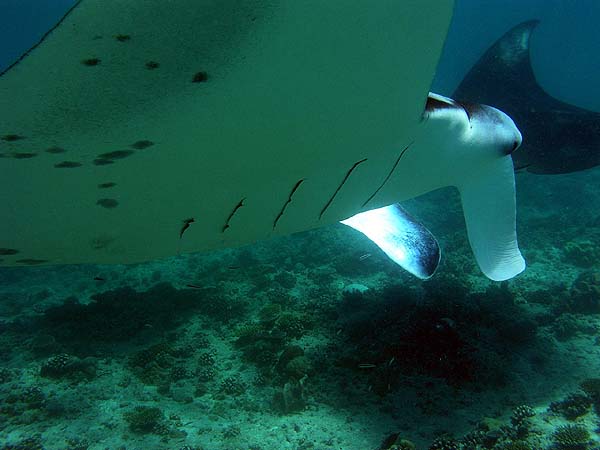 Manta Point Bodu Hithi Thila 2010