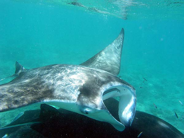 Manta Point Bodu Hithi Thila 2010