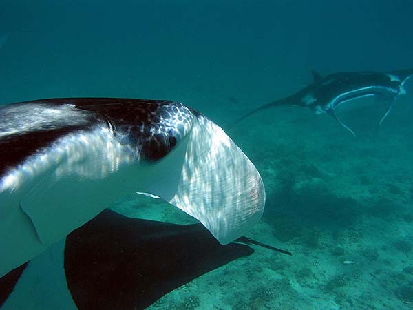 Manta Point Bodu Hithi Thila 2010