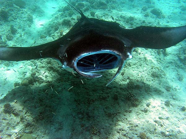 Manta Point Bodu Hithi Thila 2010