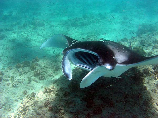 Manta Point Bodu Hithi Thila 2010