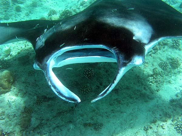 Manta Point Bodu Hithi Thila 2010