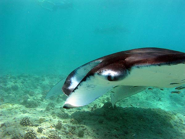 Manta Point Bodu Hithi Thila 2010