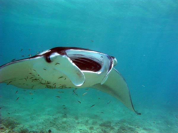 Manta Point Bodu Hithi Thila 2010