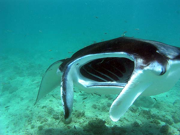 Manta Point Bodu Hithi Thila 2010