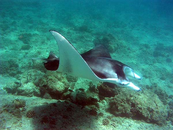 Manta Point Bodu Hithi Thila 2010