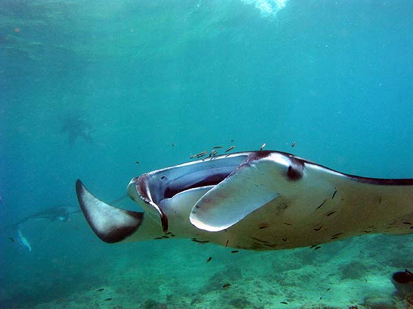 Manta Point Bodu Hithi Thila 2010