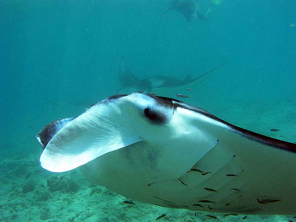 Manta Point Bodu Hithi Thila 2010