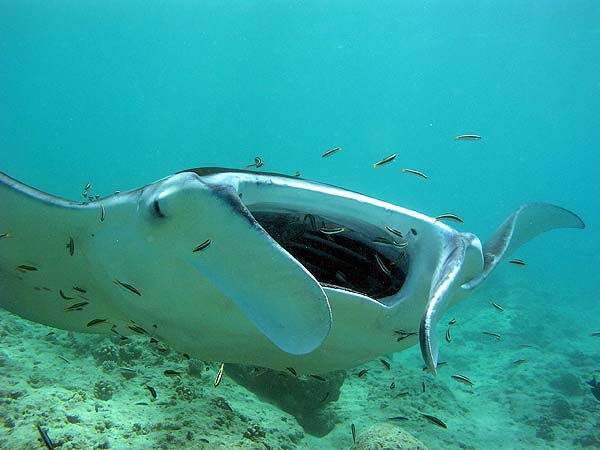 Manta Point Bodu Hithi Thila 2010