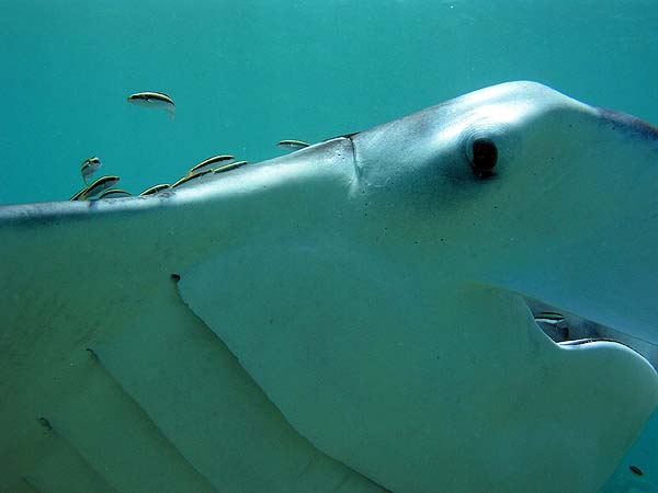 Manta Point Bodu Hithi Thila 2010