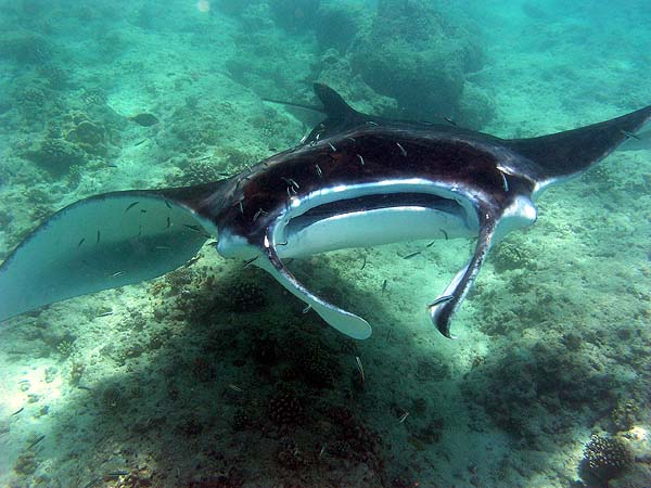 Manta Point Bodu Hithi Thila 2010