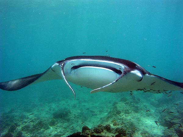 Manta Point Bodu Hithi Thila 2010