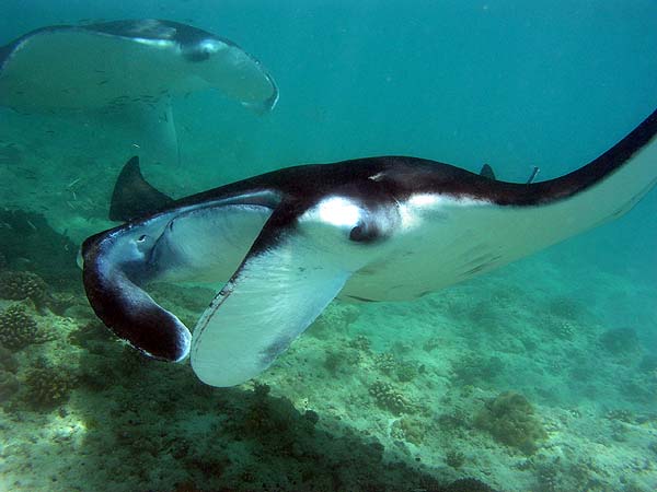 Manta Point Bodu Hithi Thila 2010