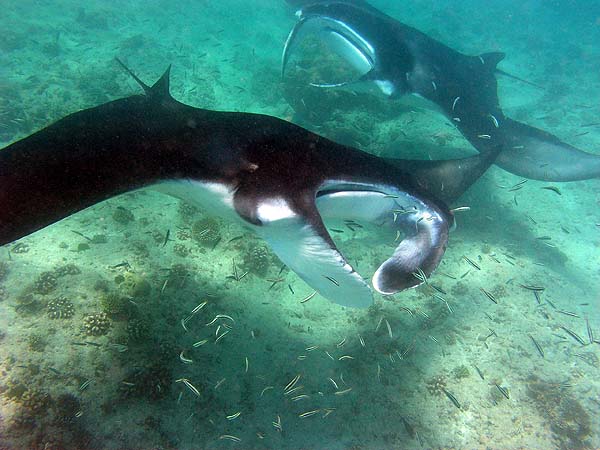 Manta Point Bodu Hithi Thila 2010