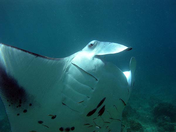 Manta Point Bodu Hithi Thila 2010