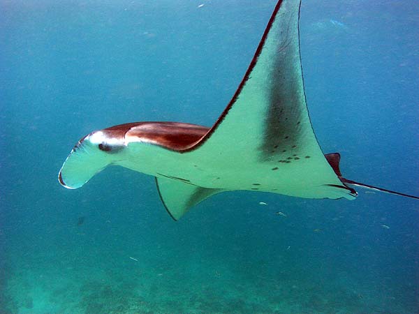 Manta Point Bodu Hithi Thila 2010