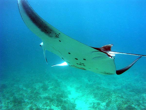 Manta Point Bodu Hithi Thila 2010