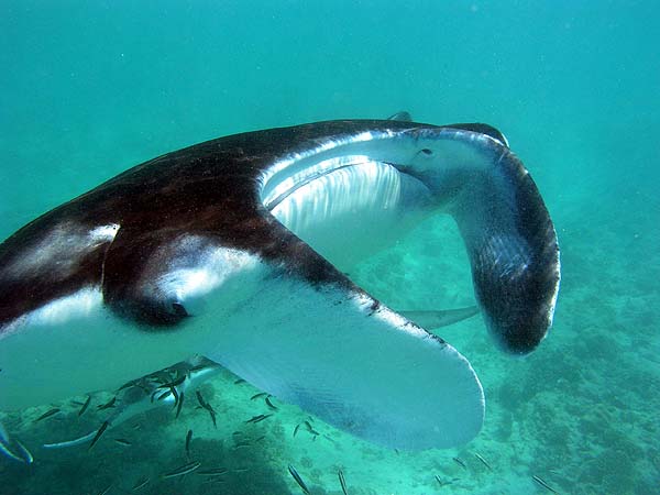 Manta Point Bodu Hithi Thila 2010